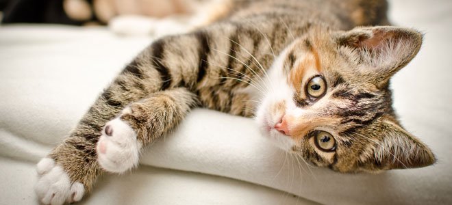Animals also suffer from anxiety: causes, symptoms and manifestations